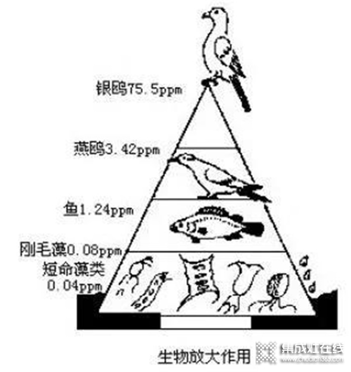 “野味”碰不得，藍炬星集成灶讓飯菜更健康美味